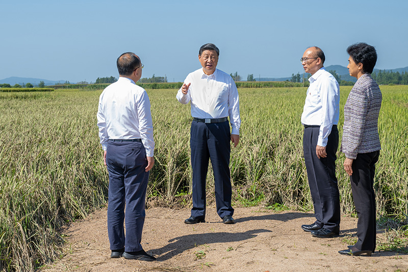 9月6日至8日，中共中央總書記、國(guó)家主席、中央軍委主席習(xí)近平在黑龍江考察。這是7日上午，習(xí)近平在遭受洪澇災(zāi)害的哈爾濱尚志市老街基鄉(xiāng)龍王廟村，察看水稻受災(zāi)情況。